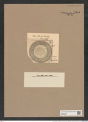 Hyalodiscus radiatus var. biharensis Pant. (de-Toni-Nr.: Genus 219, Species 5497) Zeichnungen Sammlung Grunow Nr. 9448 (NHMW-BOT-W0379305)